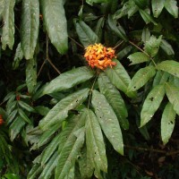 Saraca asoca (Roxb.) J.J.de Wilde